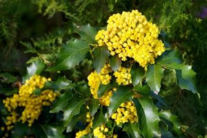 МАГОНИЯ ПАДУБОЛИСТНАЯ