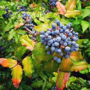 МАГОНИЯ ПАДУБОЛИСТНАЯ