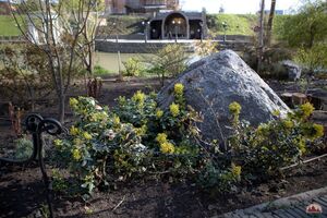 МАГОНИЯ ПАДУБОЛИСТНАЯ