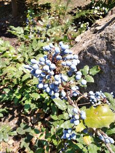 МАГОНИЯ ПАДУБОЛИСТНАЯ