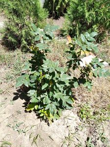 МАГОНИЯ ПАДУБОЛИСТНАЯ