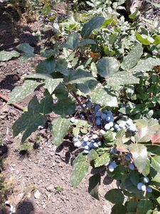 МАГОНИЯ ПАДУБОЛИСТНАЯ