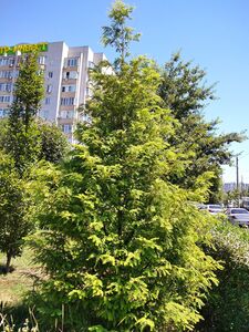 МЕТАСЕКВОЙЯ