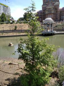 МЕТАСЕКВОЙЯ