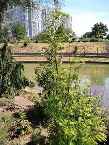 МЕТАСЕКВОЙЯ