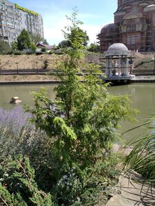 МЕТАСЕКВОЙЯ