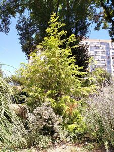 МЕТАСЕКВОЙЯ