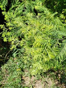 МЕТАСЕКВОЙЯ