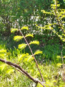 МЕТАСЕКВОЙЯ