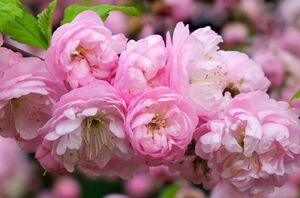 МИНДАЛЬ ТРЁХЛОПАСТНЫЙ, ИЛИ ЛУИЗЕАНИЯ ТРЁХЛОПАСТНАЯ, ИЛИ АФЛАТУНИЯ ВЯЗОЛИСТНАЯ 