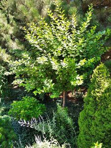 МИНДАЛЬ ТРЁХЛОПАСТНЫЙ, ИЛИ ЛУИЗЕАНИЯ ТРЁХЛОПАСТНАЯ, ИЛИ АФЛАТУНИЯ ВЯЗОЛИСТНАЯ 