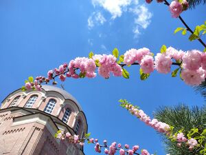 МИНДАЛЬ ТРЁХЛОПАСТНЫЙ, ИЛИ ЛУИЗЕАНИЯ ТРЁХЛОПАСТНАЯ, ИЛИ АФЛАТУНИЯ ВЯЗОЛИСТНАЯ 