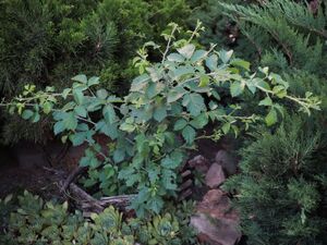 НЕОПАЛИМАЯ КУПИНА, ЕЖЕВИКА СВЯТАЯ