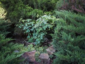 НЕОПАЛИМАЯ КУПИНА, ЕЖЕВИКА СВЯТАЯ