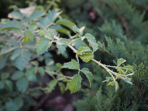 НЕОПАЛИМАЯ КУПИНА, ЕЖЕВИКА СВЯТАЯ