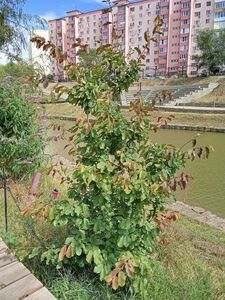 ПАРРОТИЯ ПЕРСИДСКАЯ, ЖЕЛЕЗНОЕ ДЕРЕВО