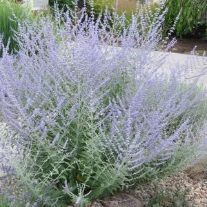 ПЕРОВСКИЯ, РУССКИЙ ШАЛФЕЙ