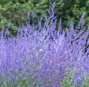 ПЕРОВСКИЯ, РУССКИЙ ШАЛФЕЙ