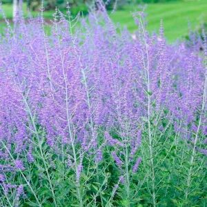 ПЕРОВСКИЯ, РУССКИЙ ШАЛФЕЙ