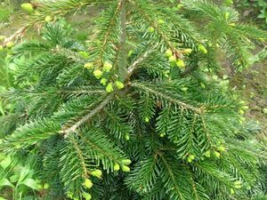 ПИХТА КАВКАЗСКАЯ, ПИХТА НОРДМАНА