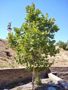 ПЛАТАН КЛЕНОЛИСТНЫЙ, ЧИНАР