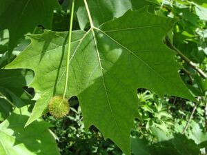 ПЛАТАН КЛЕНОЛИСТНЫЙ, ЧИНАР