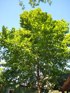 ПЛАТАН КЛЕНОЛИСТНЫЙ, ЧИНАР