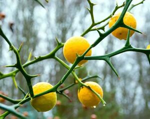 ПОНЦИРУС ТРЕХЛИСТОЧКОВЫЙ, ТРЕХЛИСТНЫЙ АПЕЛЬСИН 