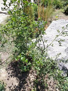 ПОНЦИРУС ТРЕХЛИСТОЧКОВЫЙ, ТРЕХЛИСТНЫЙ АПЕЛЬСИН 