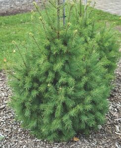 ПСЕВДОТСУГА