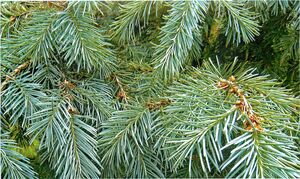 ПСЕВДОТСУГА