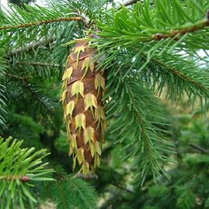 ПСЕВДОТСУГА