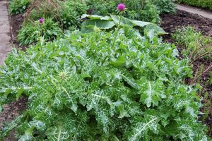 РАСТОРОПША ПЯТНИСТАЯ, ПОДАРОК ДЕВЫ МАРИИ