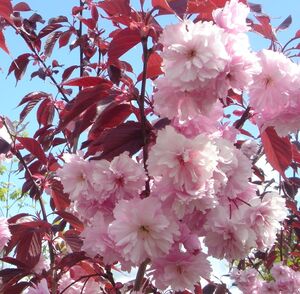 САКУРА, ВИШНЯ МЕЛКОПИЛЬЧАТАЯ