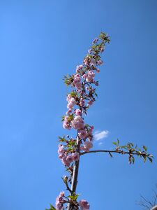 САКУРА, ВИШНЯ МЕЛКОПИЛЬЧАТАЯ