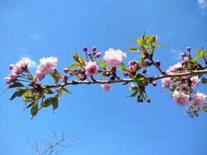 САКУРА, ВИШНЯ МЕЛКОПИЛЬЧАТАЯ