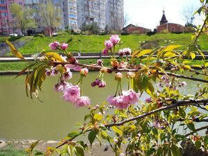 САКУРА, ВИШНЯ МЕЛКОПИЛЬЧАТАЯ