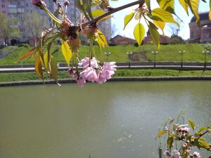 САКУРА, ВИШНЯ МЕЛКОПИЛЬЧАТАЯ