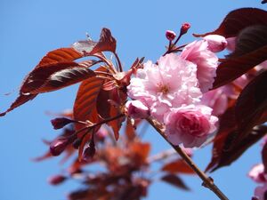 САКУРА, ВИШНЯ МЕЛКОПИЛЬЧАТАЯ