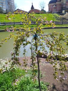 САКУРА, ВИШНЯ МЕЛКОПИЛЬЧАТАЯ