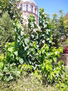 ШЕЛКОВИЦА ЗМЕЕВИДНАЯ 