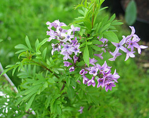 СИРЕНЬ АФГАНСКАЯ