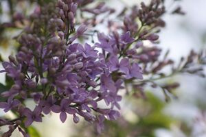 СИРЕНЬ АФГАНСКАЯ