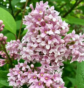 СИРЕНЬ ВЕНГЕРСКАЯ