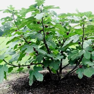 СМОКОВНИЦА ОБЫКНОВЕННАЯ, ФИГОВОЕ ДЕРЕВО, ИНЖИР