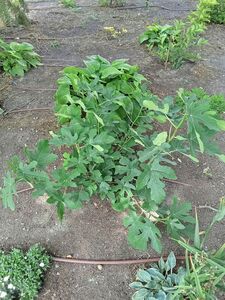 СМОКОВНИЦА ОБЫКНОВЕННАЯ, ФИГОВОЕ ДЕРЕВО, ИНЖИР