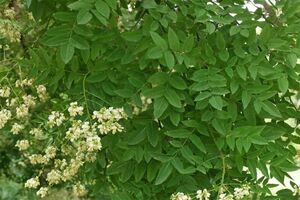 СОФОРА ЯПОНСКАЯ