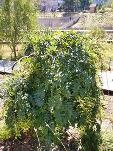 СОФОРА ЯПОНСКАЯ