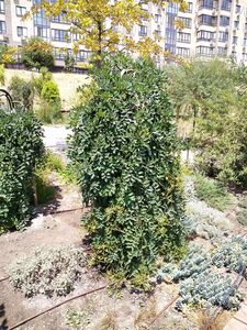 СОФОРА ЯПОНСКАЯ