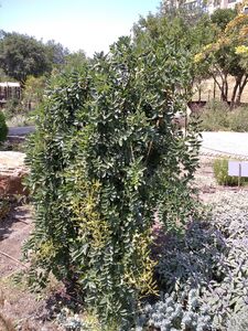 СОФОРА ЯПОНСКАЯ